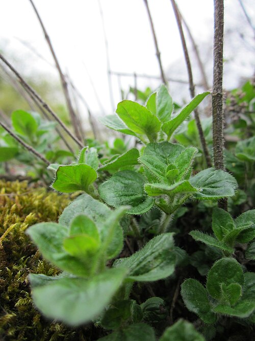 Oregano: Oregano ( Origanum vulgare ) im Bürgerpark Saarbrücken