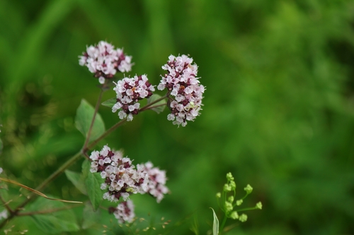 Oregano (Origanum vulgare)