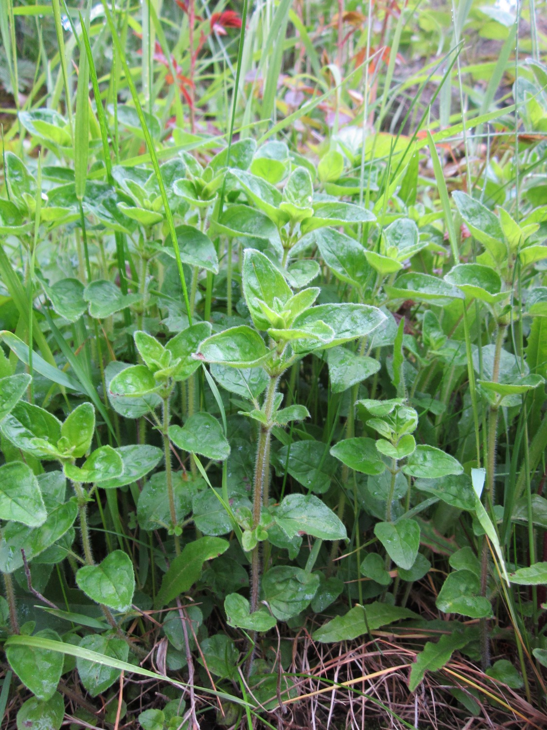 Oregano: Oregano ( Origanum vulgare ) im Bürgerpark Saarbrücken