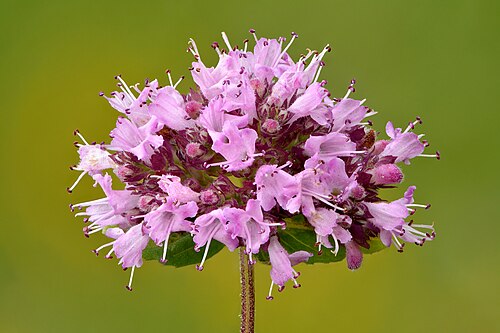 Oregano: Inflorescence of oregano . The petals of a flower are 5 mm long