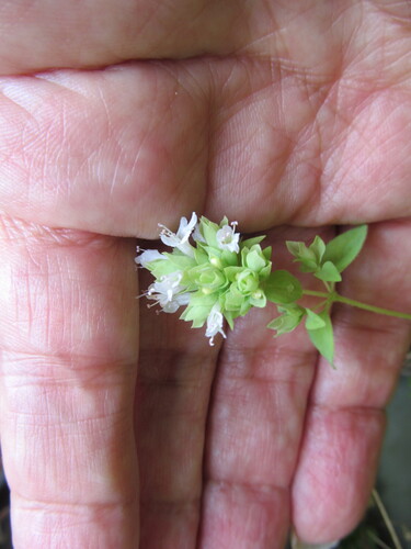 Oregano (Origanum vulgare)