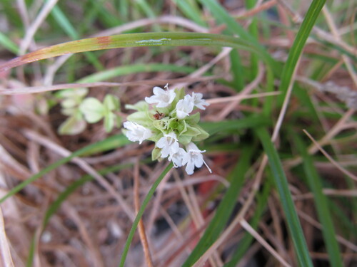 Oregano (Origanum vulgare)