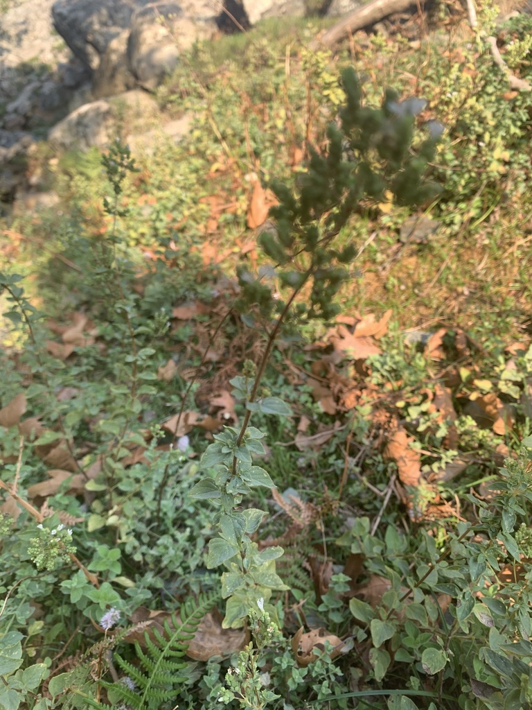 Oregano (Origanum vulgare)