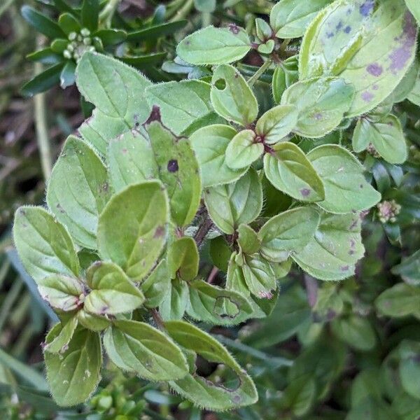 Oregano (Origanum vulgare)