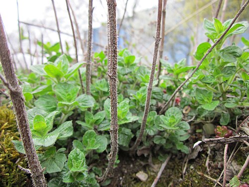 Oregano: Oregano ( Origanum vulgare ) im Bürgerpark Saarbrücken
