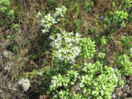 Oregano (Origanum vulgare)