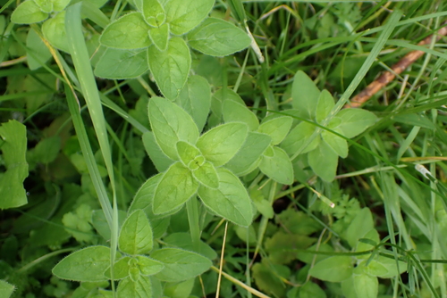 Oregano (Origanum vulgare)