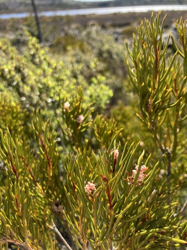 Orites acicularis (Orites acicularis)