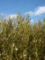 Orites acicularis (Orites acicularis)