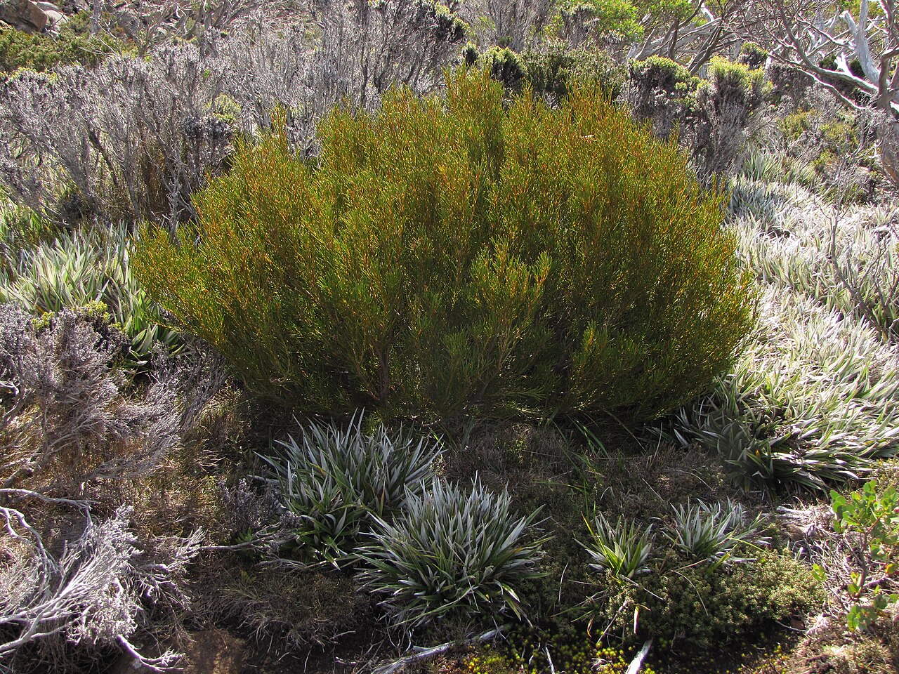Orites acicularis: Orites acicularis, sub-alpine terrain Mt Wellington, Hobart, Tasmania. March 2018.