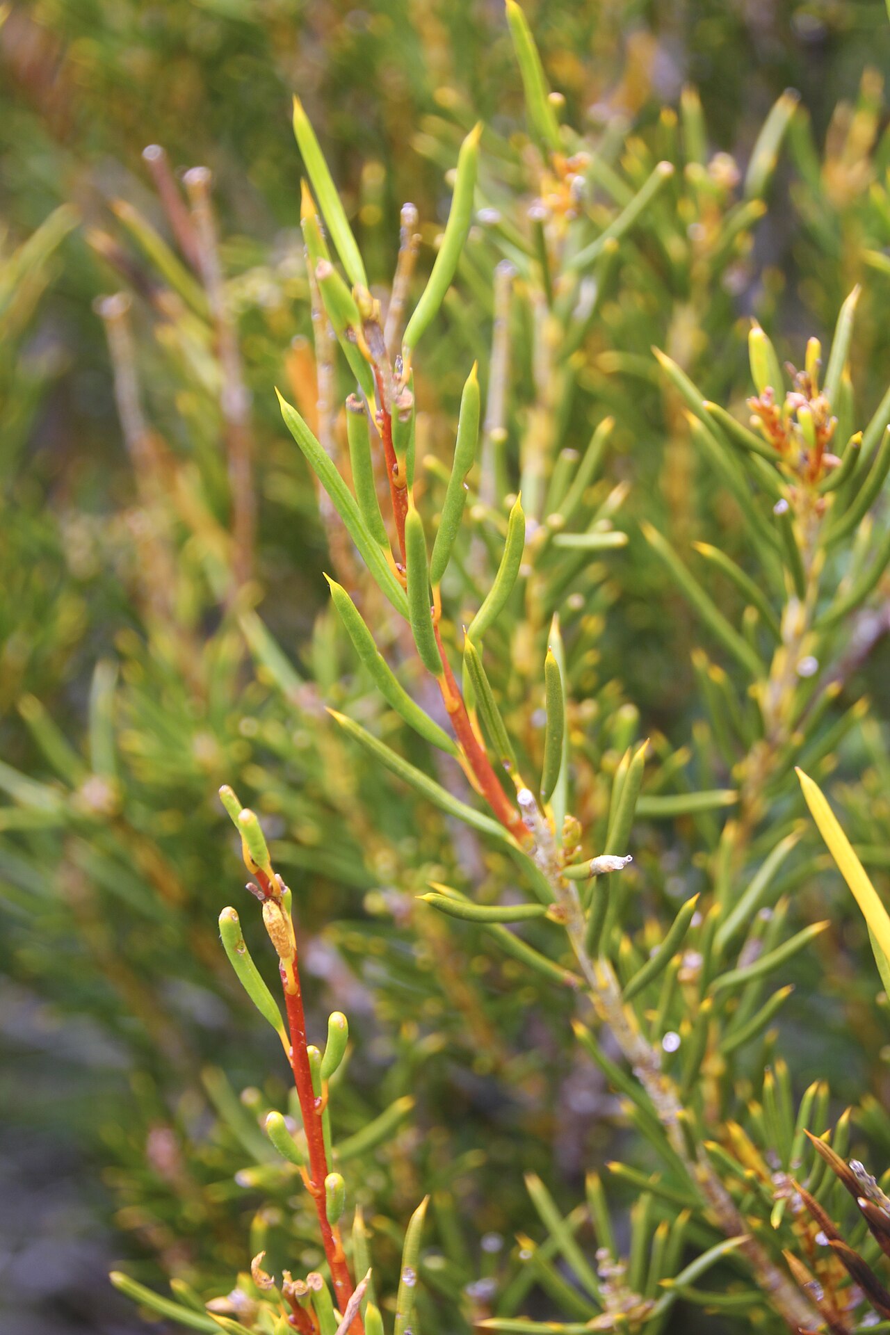 Orites acicularis: Orites acicularis - Leaves