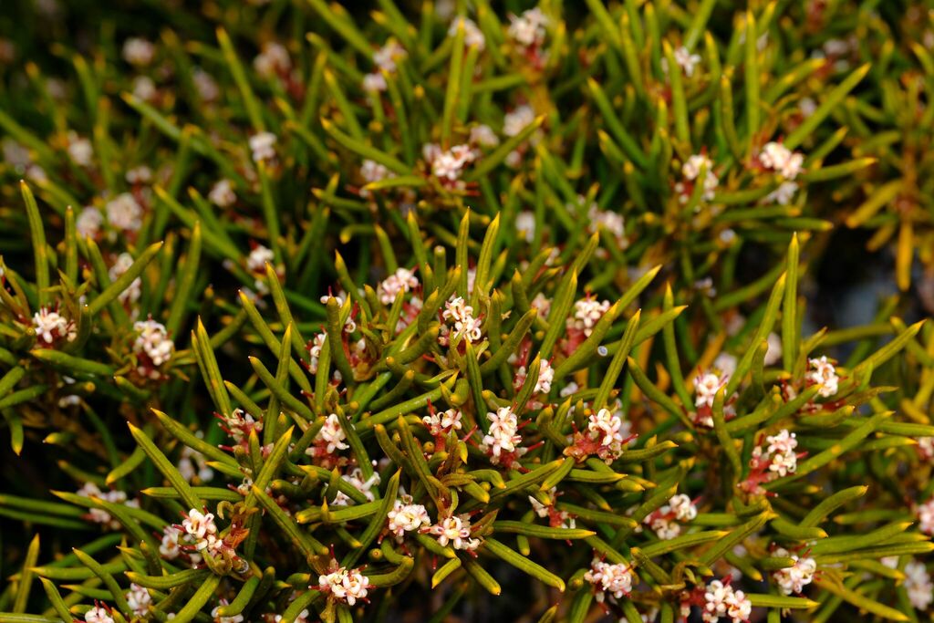 Orites acicularis (Orites acicularis)