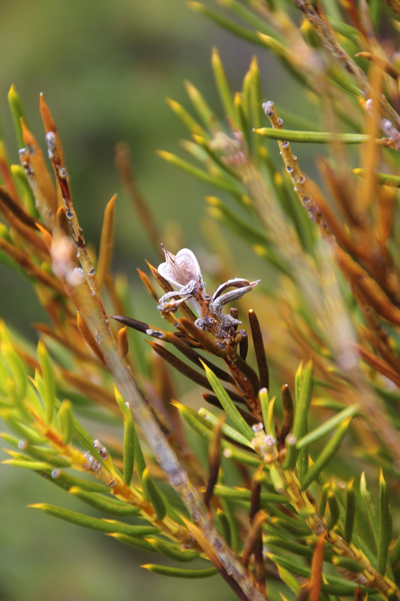 Orites acicularis: Orites acicularis