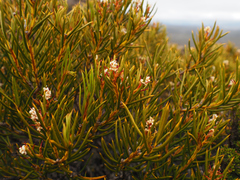 Orites acicularis (Orites acicularis)