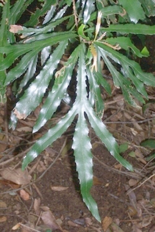 Orites excelsus: Orites excelsa at Toorumbee Trail, Willi Willi National Park at Mount Banda Banda