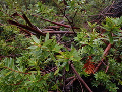 Orites lancifolius (Orites lancifolius)