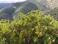Orites lancifolius (Orites lancifolius)