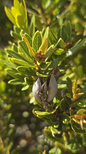 Orites lancifolius (Orites lancifolius)