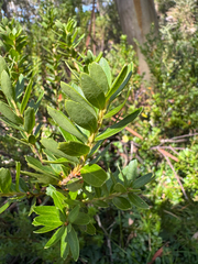 Orites lancifolius (Orites lancifolius)