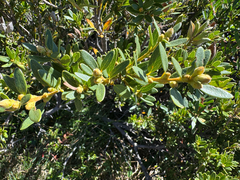 Orites lancifolius (Orites lancifolius)