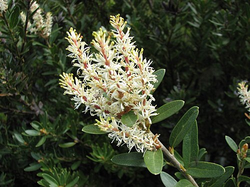 Orites lancifolius: Orites lancifolius Baw Baw National Park , Victoria, Australia
