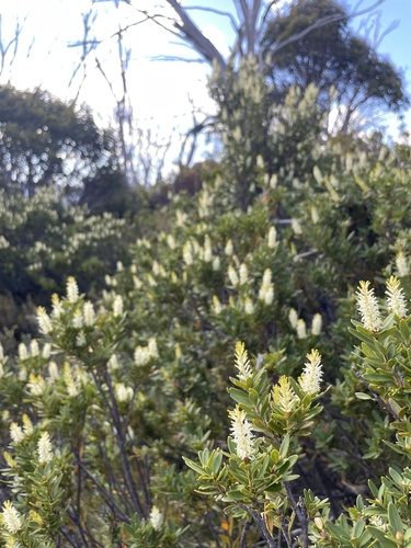 Orites lancifolius (Orites lancifolius)
