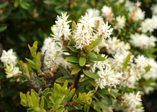 Orites lancifolius (Orites lancifolius)