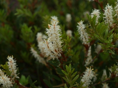 Orites lancifolius (Orites lancifolius)