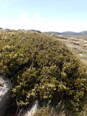 Orites lancifolius (Orites lancifolius)