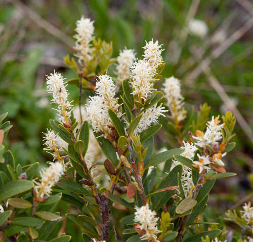 Orites lancifolius (Orites lancifolius)