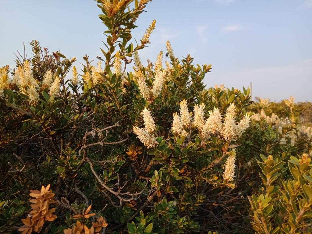 Orites lancifolius (Orites lancifolius)
