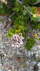 Orites milliganii (Orites milliganii)