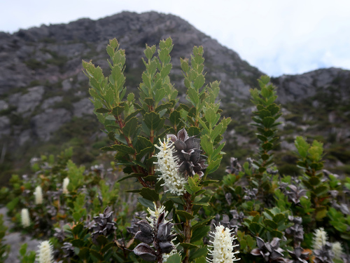 Orites milliganii (Orites milliganii)