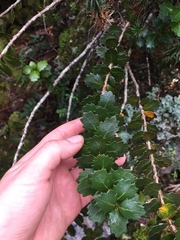 Orites milliganii (Orites milliganii)