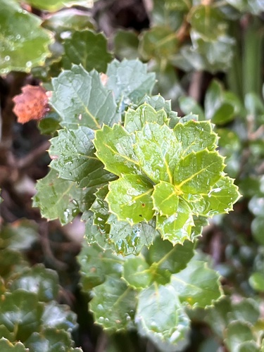 Orites milliganii (Orites milliganii)