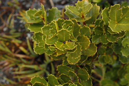 Orites milliganii (Orites milliganii)