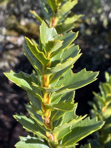 Orites milliganii (Orites milliganii)