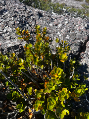 Orites milliganii (Orites milliganii)