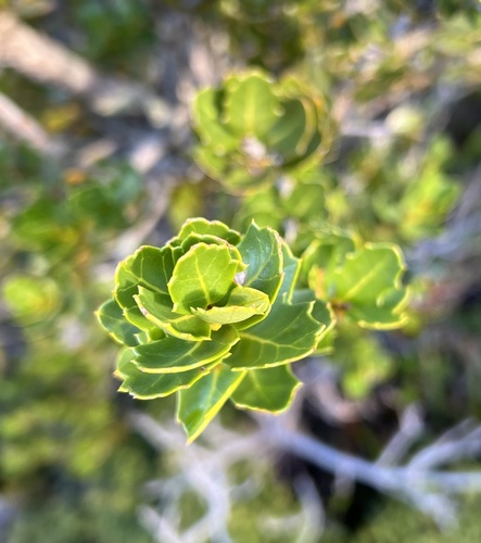 Orites milliganii (Orites milliganii)