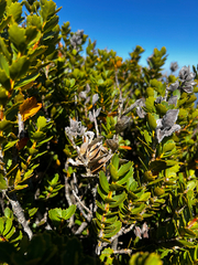 Orites milliganii (Orites milliganii)