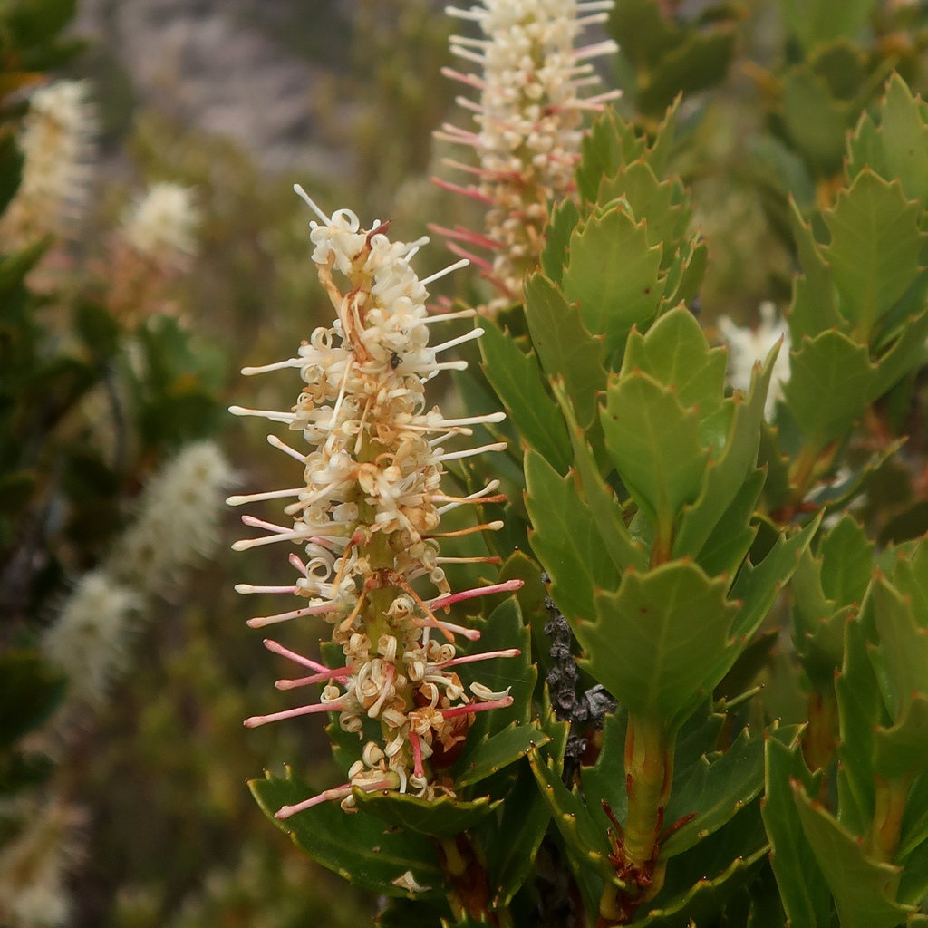 Orites milliganii (Orites milliganii)
