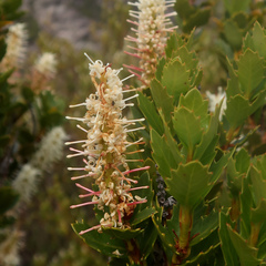 Orites milliganii (Orites milliganii)
