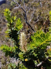 Orites milliganii (Orites milliganii)