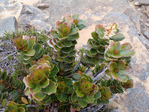 Orites milliganii (Orites milliganii)