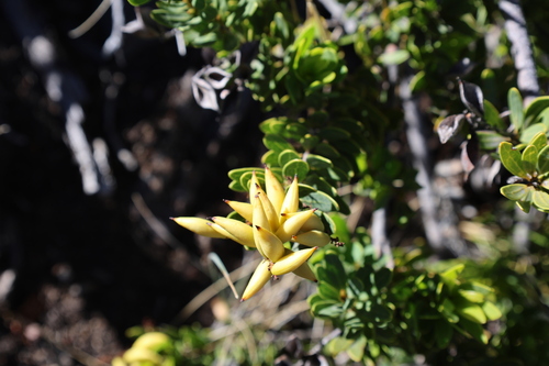 Orites myrtoideus (Orites myrtoideus)