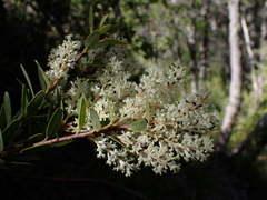 Orites myrtoideus (Orites myrtoideus)