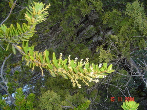Orites myrtoideus (Orites myrtoideus)