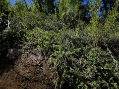 Orites myrtoideus (Orites myrtoideus)