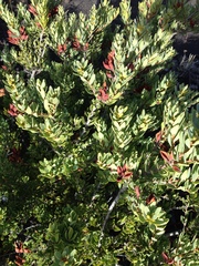 Orites myrtoideus (Orites myrtoideus)