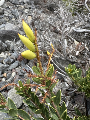 Orites myrtoideus (Orites myrtoideus)